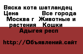 Вяска кота шатландец › Цена ­ 1 000 - Все города, Москва г. Животные и растения » Кошки   . Адыгея респ.